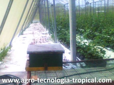 Colmena de abejas dentro de invernadero para polinizar melones